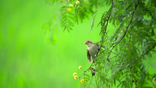 Footage clip of Asian Baya Weaver Sitting on a thin branch of a tree holding food in his mouth and fly away