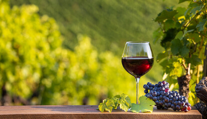 Verre de vin rouge et grappe de raisin noir dans les vignes au soleil. - 551118055