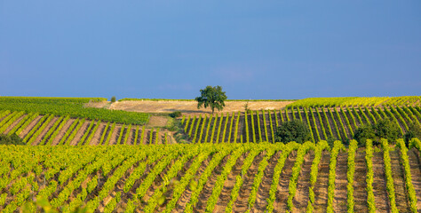 Vignoble en France dans les coteaux de l'Anjou.