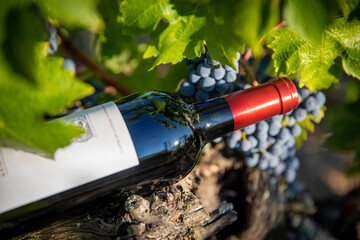 Bouteille de vin rouge de Bordeaux au milieu des vignes.