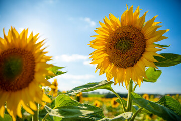 Fleur de tournesol sous le soleil d'été dans les champ au milieu de la campagne.