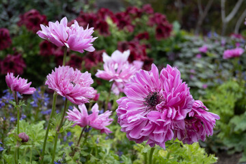 pink flowers in the garden