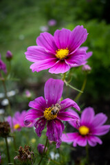 pink cosmos flower