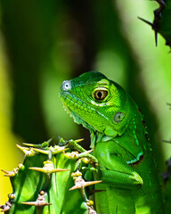 green lizard on a branch