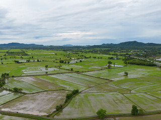 Aerial top view of paddy rice terraces with water reflection, green agricultural fields in countryside, mountain hills valley, Pabongpieng, Chiang Mai, Thailand. Nature landscape. Crops harvest.