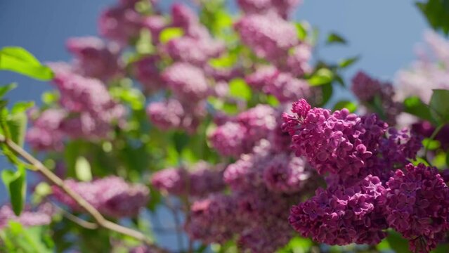 Fresh beautiful lilac branches. Lilac on the background of a bright blue summer sky. Rack focus.