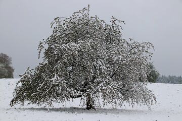 Apfelbaum im Winter