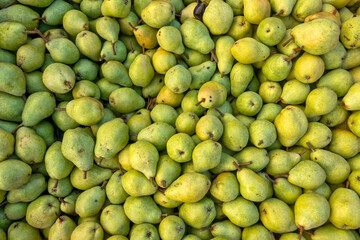 European pears