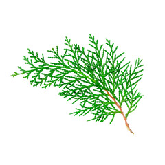 Juniper branch isolated on white background. Coniferous trees, winter, Christmas