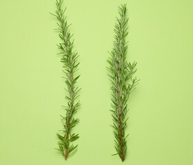 Fresh branches of rosemary with green leaves on a green background. Spice for meat