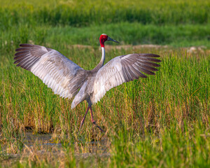 A Sarus crane ready to take off