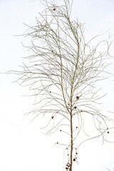 rama seca sin hojas en color negro en un fondo blanco