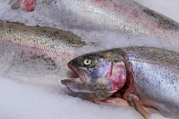 Fresh chilled trout laid out on ice