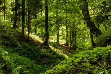 Creux de vallon sauvage en forêt vosgienne, CEA, Alsace, Vosges, Grand Est, France
