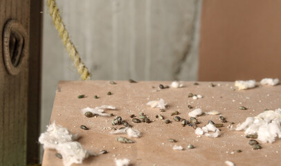 Lots of mice poop on cardboard box with ceiling insulation pieces. Close up of many rodent...