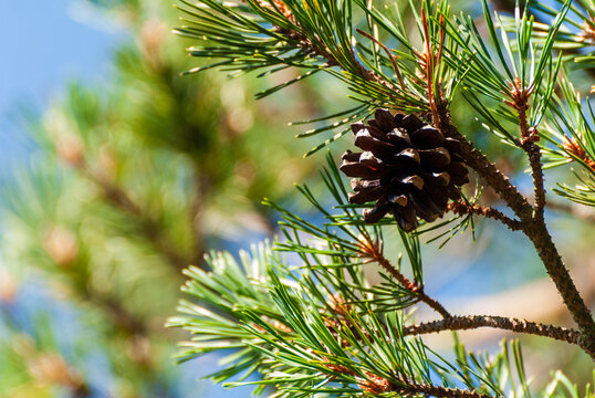 Le pin sylvestre ou pinus sylvestris et sa pive (pomme de pin), Alsace, Vosges, France