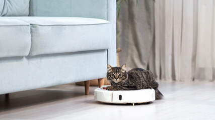 gray striped kitten sits on a robotic vacuum cleaner in the living room. Cute curious kitten is playing at home.