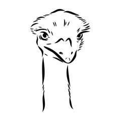 ostrich hand drawn vector animal illustration ostrich vector