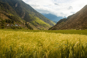 Beautiful Golden Green Wheat Fields in the Mountains Ripe wheat Bajura, Nepal Himalayas