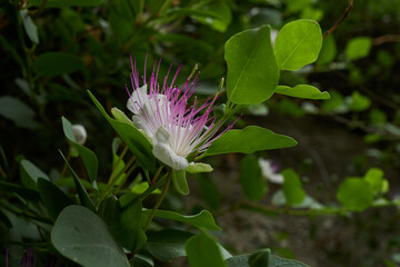 Blossom of a caper bush (Capparis spinosa)