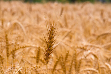 Beautiful wheat field Golden Ripe and Green Wheat Organic Wheat Rice Paddy Farming