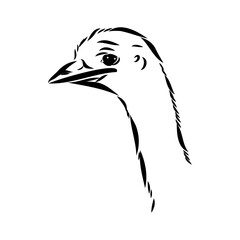 ostrich hand drawn vector animal illustration ostrich vector