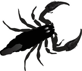 scorpion isolated on white background