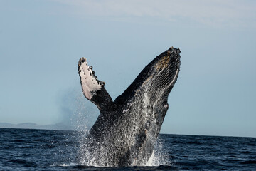 Humpback whales breaching, jumping out of the water in Mexico