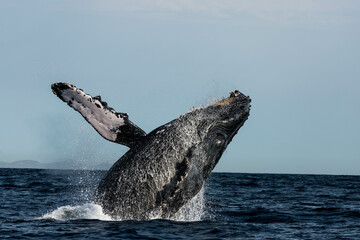 Humpback whales breaching, jumping out of the water in Mexico