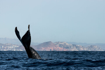 Humpback whale tail in the Sea of Cortez, Mexico