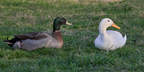 White and brown Indian runner ducks rest in grass
