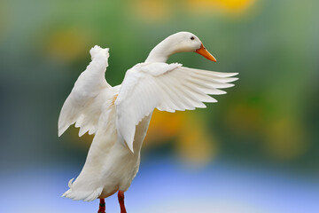 White Indian runner duck spreads wings