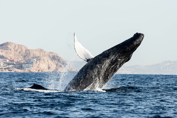 Fototapeta premium Humpback whales breaching, jumping out of the water in Mexico
