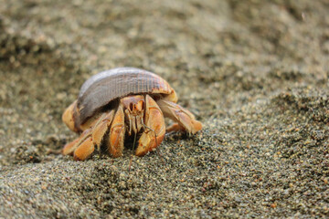 hermit crab on the beach