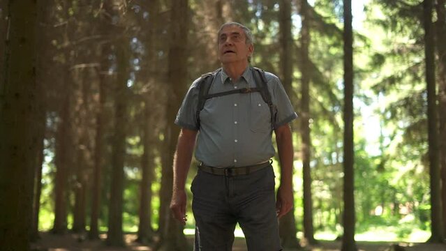 Senior man with backpack walking and looking around in the forest on summer day. Active lifestyle. 