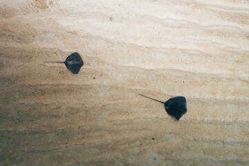 Aerial shot of stingrays in the ocean at Moorea, French Polynesia - Myliobatoidei