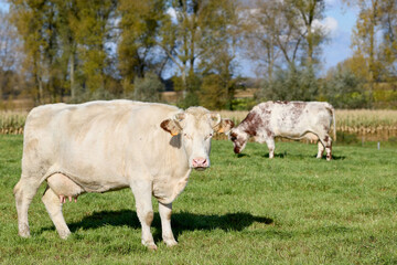 Fototapeta na wymiar Cows in the meadow 