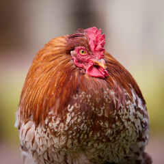 Closeup portrait of red rooster isolated