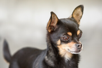 Portrait of young black chihuahua in studio