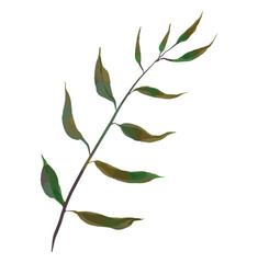 watercolor flower illustration green leaf branch collection for still life wedding background greetings Fashion wallpaper, eucalyptus, olive, green leaves, etc.