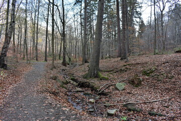 Harz-Wald-Berge-Wanderung-Waldwege-Herbst-Winter-Natur