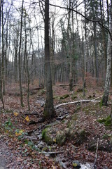 Obraz premium Harz-Wald-Berge-Wanderung-Waldwege-Herbst-Winter-Natur