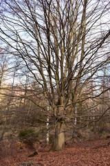 Harz-Wald-Berge-Wanderung-Waldwege-Herbst-Winter-Natur