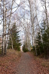 Harz-Wald-Berge-Wanderung-Waldwege-Herbst-Winter-Natur