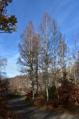 Harz-Wald-Berge-Wanderung-Waldwege-Herbst-Winter-Natur