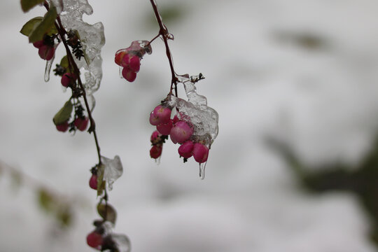 red berries on snow