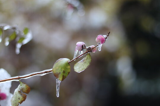 buds of a tree
