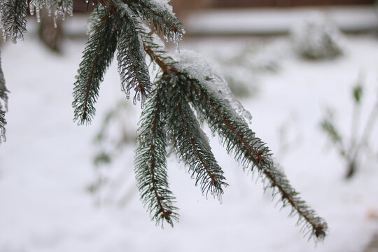 snow covered branch