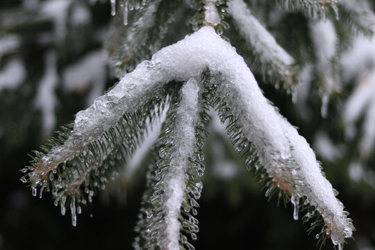 snow covered branches