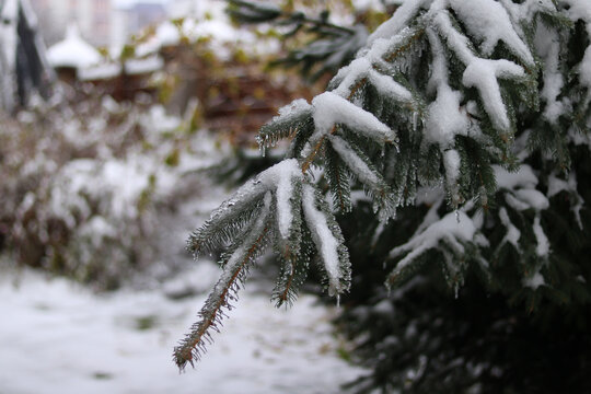 snow covered branches